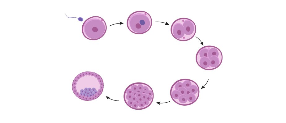 IVF Treatment Hospitals in Thane | IVF Step-by-Step 