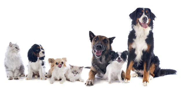 Doctors in thane | 15 reasons why having a pet is good for you and your family
