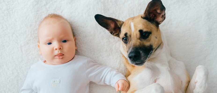 Thane city Lifestyle | Are you tensed about your newborn and pets? Here’s how you can introduce them to each other
